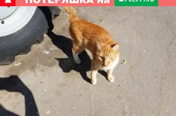 Найдена кошка в Колпино, Санкт-Петербург