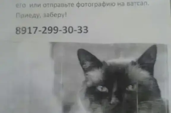 Пропала кошка в районе мечети-Рамуса, Нижнекамск