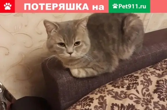Пропала кошка в Ханты-Мансийском АО, розыск!
