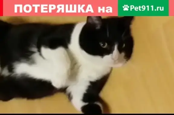 Пропала кошка Маркус в поселке Вознесенское, Казань.