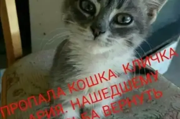 Пропала кошка Ария в Новопавловске, Ставропольский край