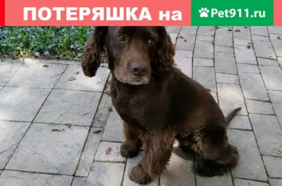 Пропала собака в Симферополе, помогите!