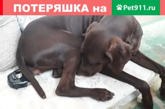 Найдена собака на улице Декоративной, Краснодар