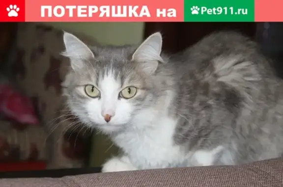 Кошки потеряшки, Ижевск, фото: Потеряшка кошка Муся около Дзержинского 33 в Ижевске