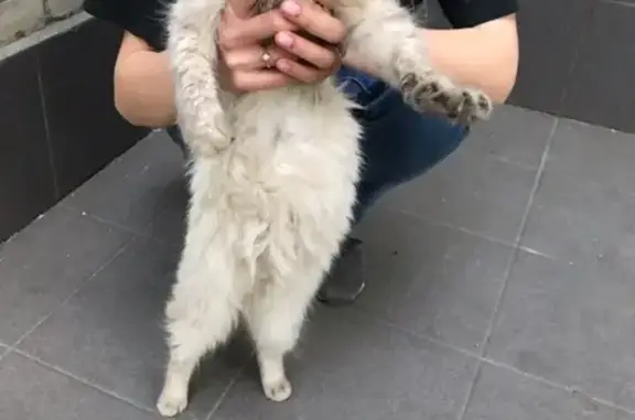 Найдена кошка в Батайске, похожая на сиамскую