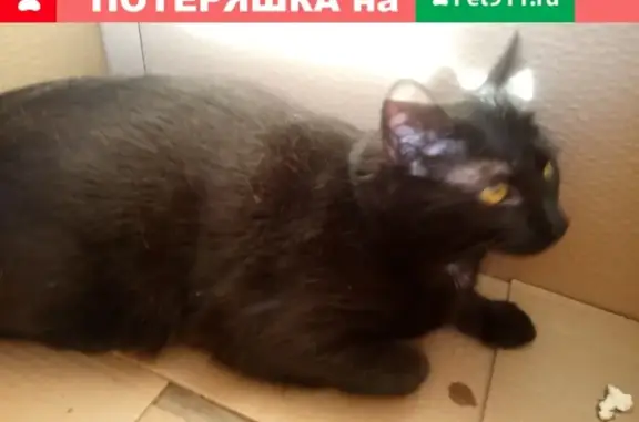 Найдена кошка на ул. Советской, д. 3, Красногорск
