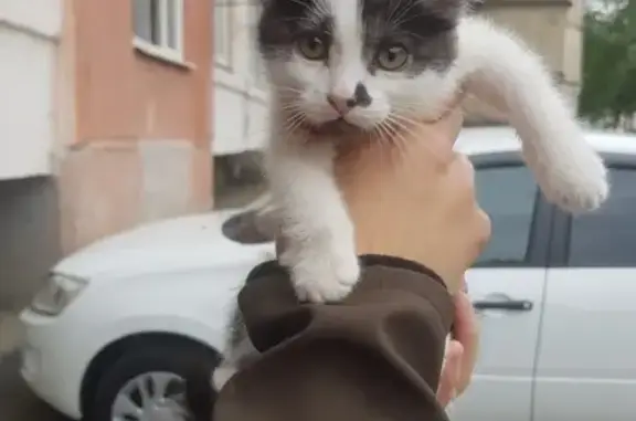 Найдена кошка на Чернышевского 278 в Нальчике