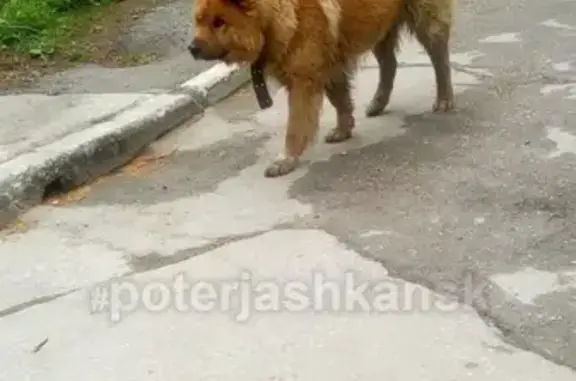 Найдена собака в Академгородке, прошу помочь!