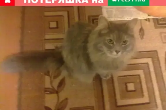 Пропала кошка в Кирове, серый окрас, 5 лет.