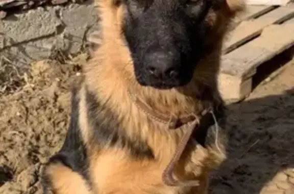 Пропала собака Молли в Ершовке, Тобольск, Тюменская область