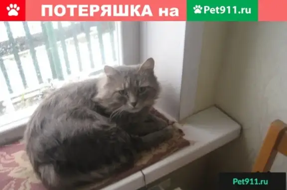 Пропала кошка в Кирове, вознаграждение.