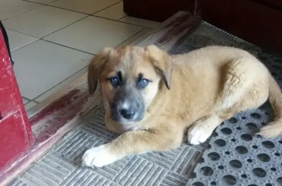 Найден щенок в Ногинске, возможно потерялся