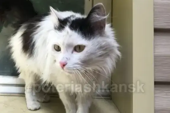 Найдена кошка в Заельцовском районе, ул. Лесная Поляна