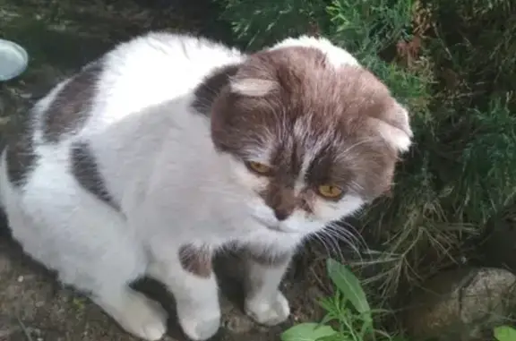 Найдена кошка у Магнита в Загорянском