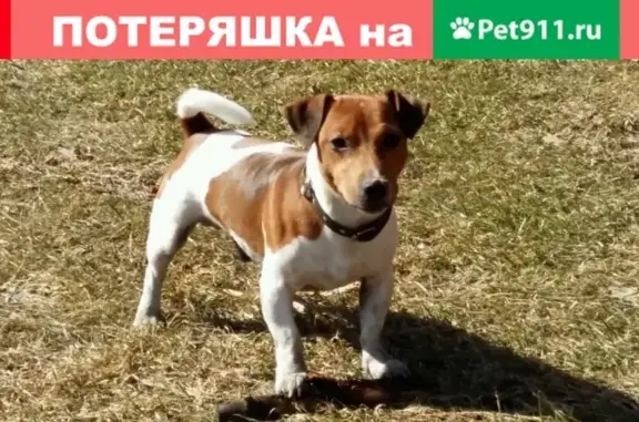 Пропала собака Арчи, Омск, помогите найти!