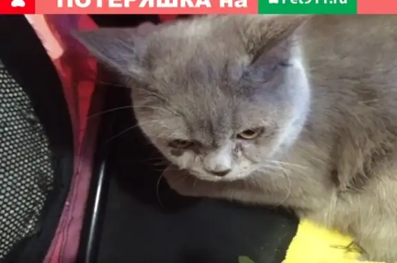 Найдена британская кошка в Тропаревском лесопарке, нуждается в операции
