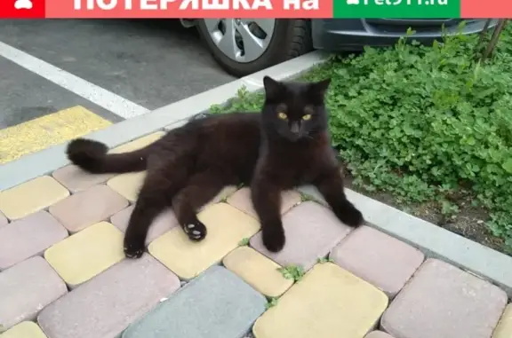 Потерян черный кот на Героя Яцкова, 17
