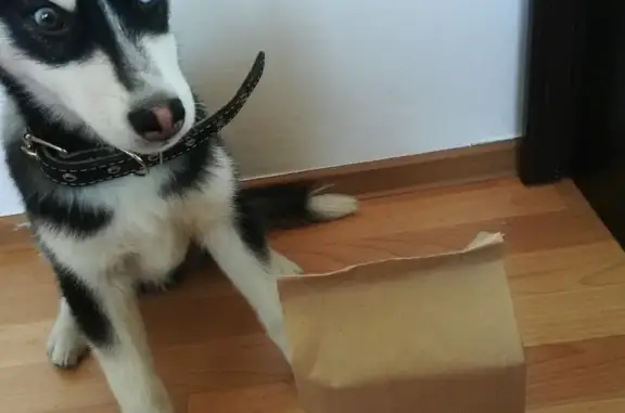 Потерянные животные Новокузнецк, фото: Пропала собака хаски в Новокузнецке, ул. Петракова, без ошейника.