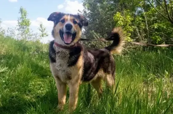 Найдена собака, Москва, фото: Найдена собака в Михнево, ищем хозяина!