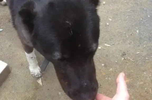 Найдена собака в поселке Монетный, похожа на алабая