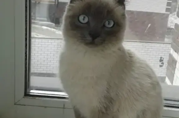 Найден кот на ул. Пролетарской в Барнауле, ищу хозяина