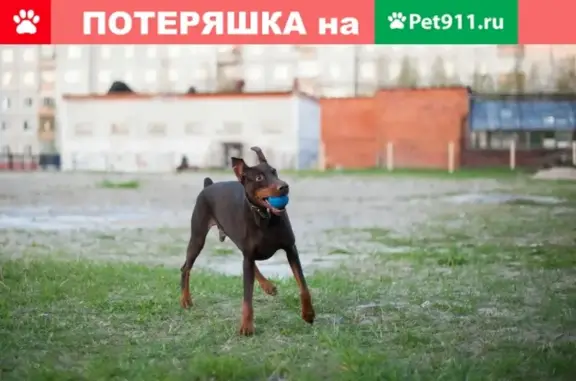 Пропал пес в Сургуте, доберман, 11 лет.