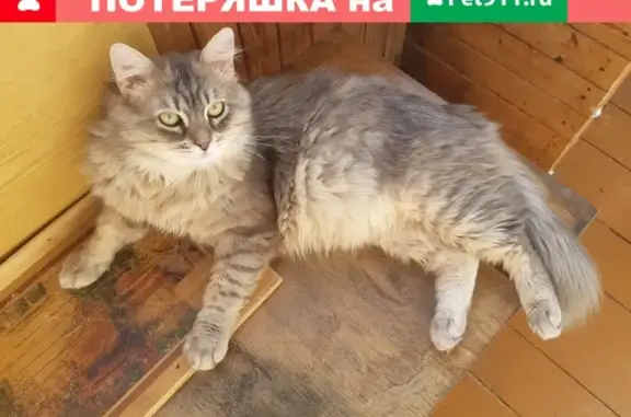 Кошки потеряшки, Москва, фото: Потеряшка кошка Пират, вознаграждение!