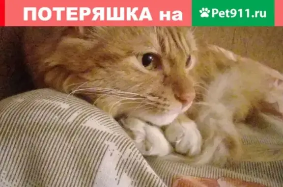 Пропала кошка на улице Пирогова, 15 в Находке