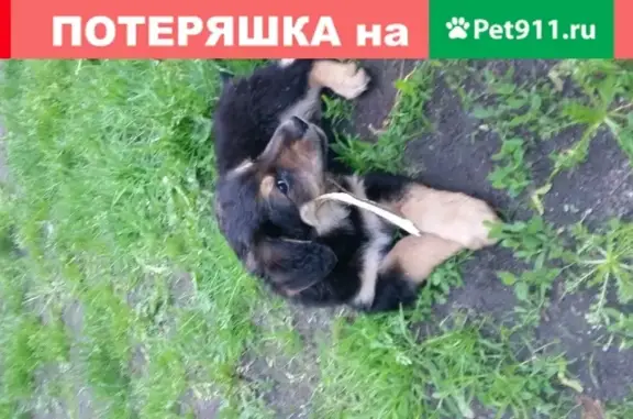 Собака найдена на ул. Галицкого в Калининграде