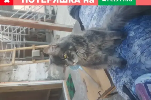 Пропал кот на ул. Советская, майкун, вознаграждение.