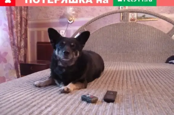Пропала собака Филя на ул. Копытова, Мурманск