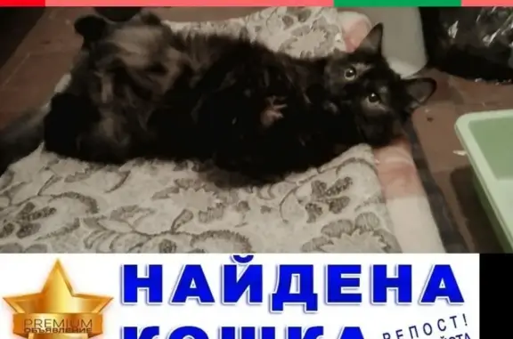 Найдена молодая кошка в Санкт-Петербурге