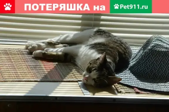 Пропала кошка Люся по адресу Олимпийский проспект 43 А, Мытищи Московской области