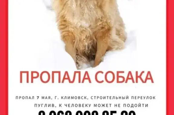 Пропала собака в Климовске, переулок Строительный