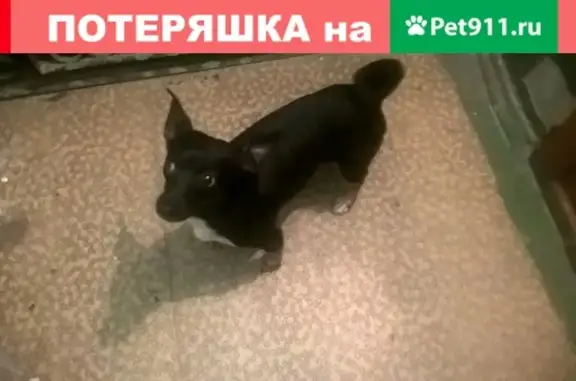 Собака найдена на пр. Мира в Томске