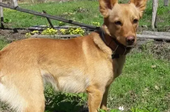 Собаки потеряшки, Москва, фото: Потеряшка собака Лиса в районе Нижней Первомайской, 41