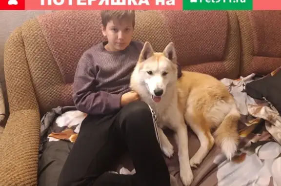 Собаки потеряшки, Жуковский, фото: Потеряшка хаски в с. Быково-Жуковский, Московская область