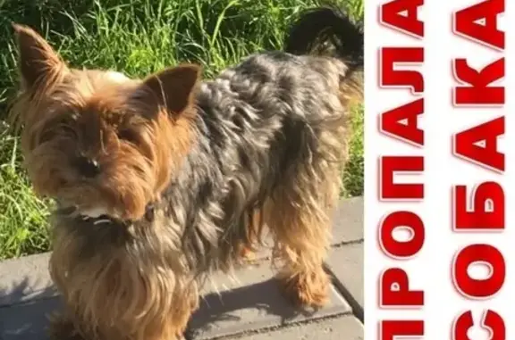 Пропала собака Ника в Глебычевском СНТ