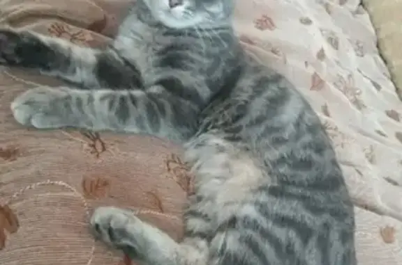 Объявления о пропавших и найденных животных, Смоленск, фото: Пропала кошка Рыся в Смоленске