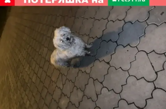 Собака Болонка найдена в Нижнем Новгороде