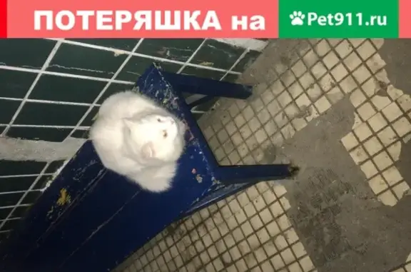 Белая кошка с ошейником на Лихачевском ш.