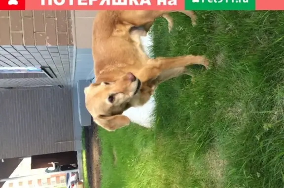 Найден рыжий пёс в районе Александровского