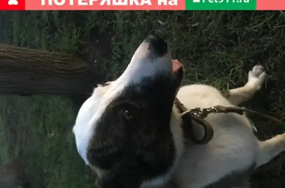 Пропала собака Арчи или Вовчик в посёлке ЛМС, Москва