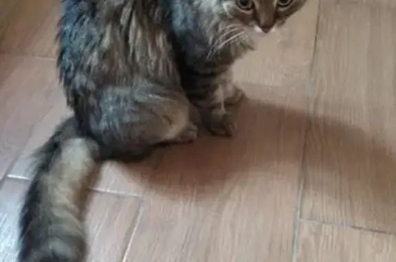 Найдена кошка в Северске: https://vk.com/id375893053