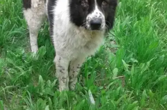 Пропала собака в Балаково, помогите найти