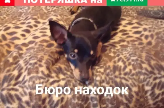 Пропал пёс Джек в Архангельске, район жд и автовокзала