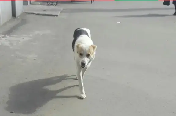 Найдена собака в Кургане: Елена Курбатова https://vk.com/id265079670