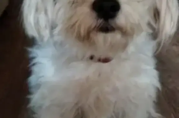 Собаки потеряшки, Нижний Новгород, фото: Потеряшка собака Кузя на улице Красных Зорь