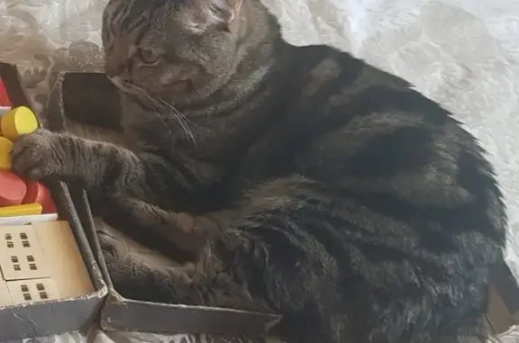Пропала кошка на ЮГО-ЗАПАДЕ, район магазина ЮЖНЫЙ, откликается на имя МАНЯ, нужна помощь!