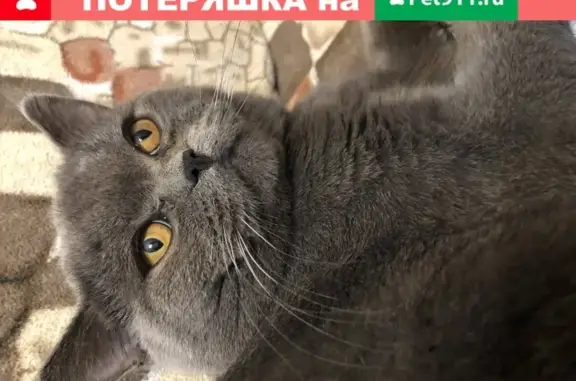 Пропал кот Тима на улице Февральской Революции 85, вознаграждение за находку